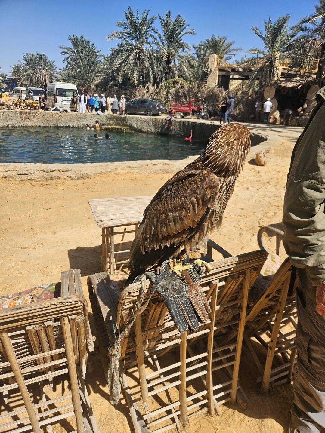 An eagle at Cleopatra’s Spring, Siwa Oasis