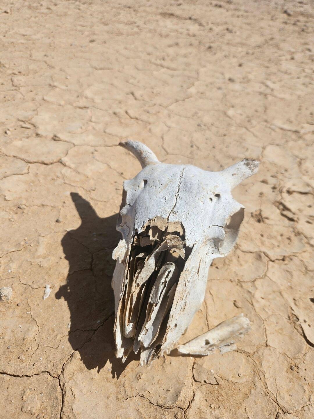 A sun-bleached animal skull on the cracked desert floor